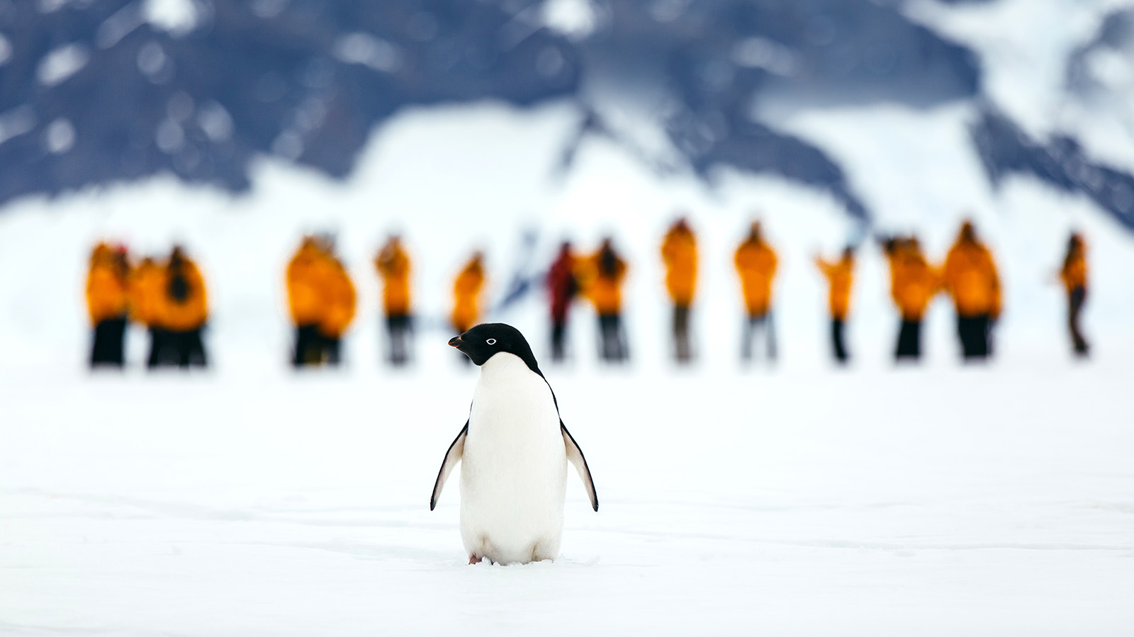 Quark Expedition Gift card 250 usd
