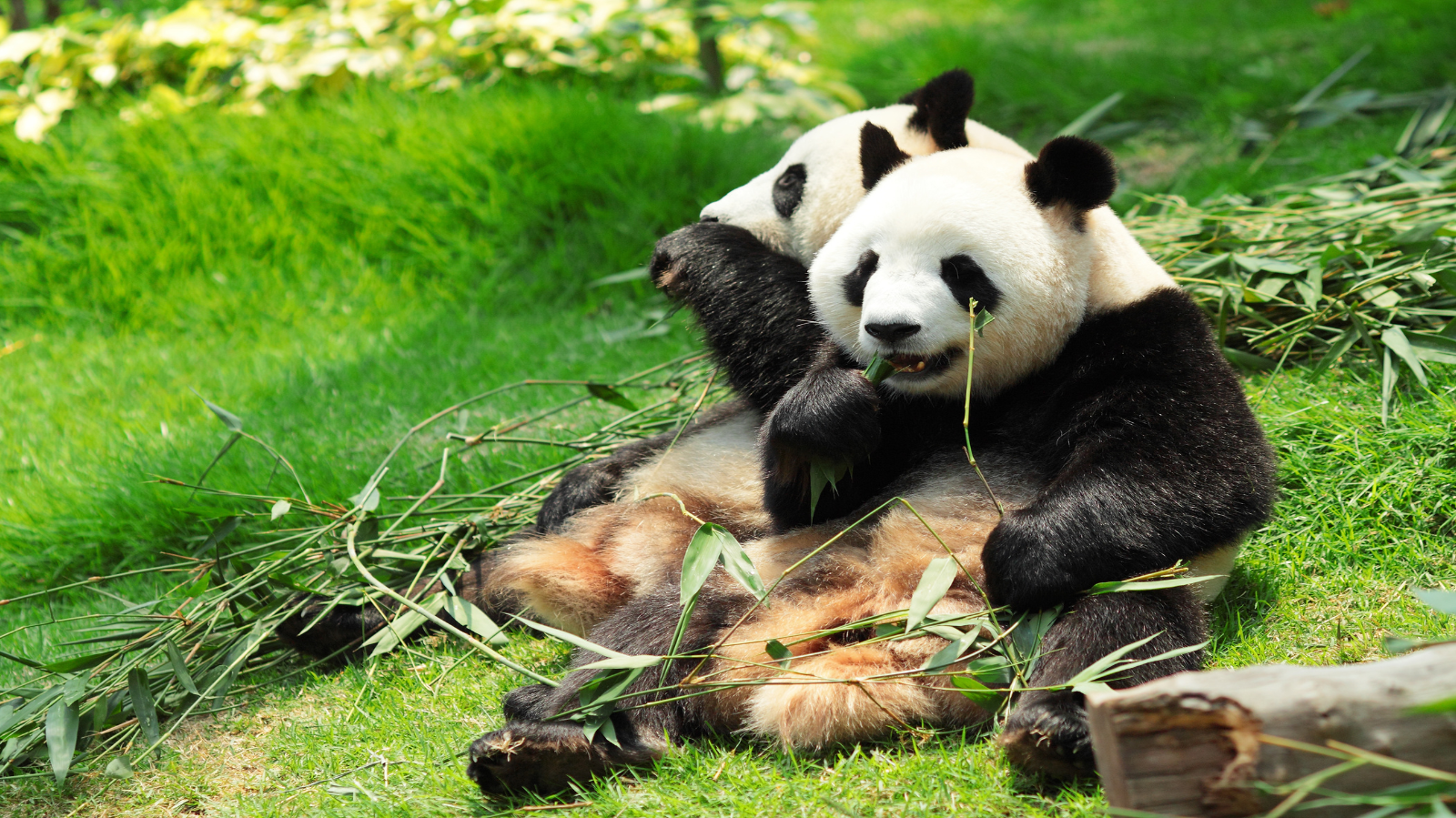  Imperios, Osos Panda y Crucero por el Río Yangtzé