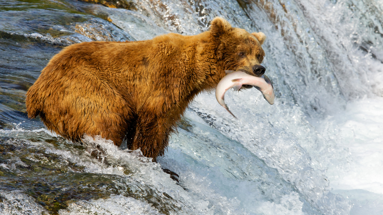 Aventura por Alaska